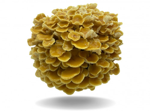 Naturélium - Le golden enoki 500g