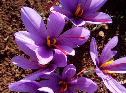 La Ferme du Montet - bulbe de Crocus Sativus - Safran - tous calibre - sac de 100 bulbes