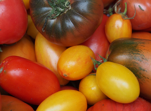 Mon Petit Producteur - Assortiment Tomates Anciennes Bio