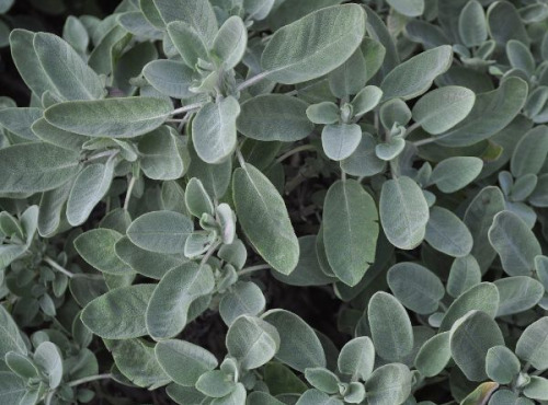 ChâteauFer - Sauge officinale en botte 100g