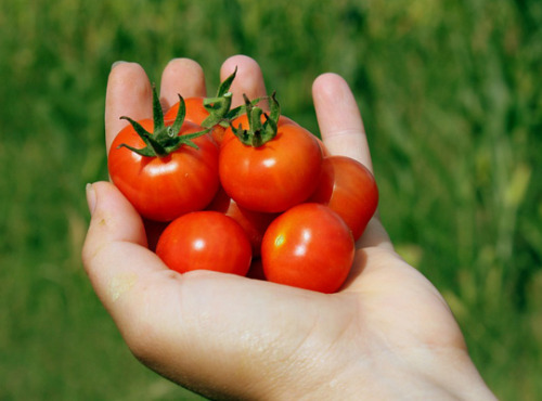 Les Jardins de Mondpa - Tomates cerise black cherry