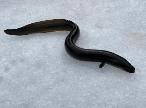 Pêcheur Toni  Micheau - Anguille Jaune Sauvage - Pièce De 1kg - Entière