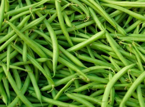 Les Jardins de Mondpa - haricots verts