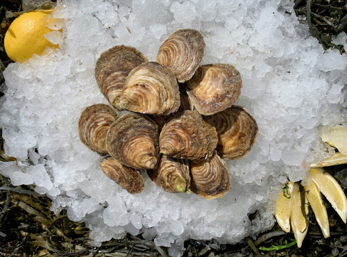 Thaëron - Huitre plate N°000 - 24 pièces