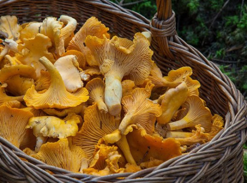 L’Oliveraie du Coudon - Plateau de Girolles 3Kg