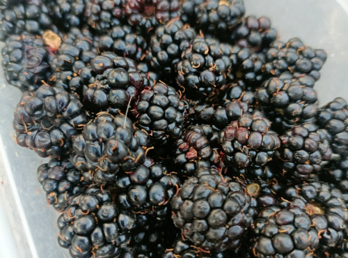 Rébecca les Jolies Fleurs - Mûres 450g