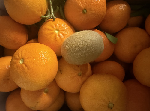 L'OLIVERAIE DU COUDON - CLEMENTINE/MANDARINE  TANGO ( HYBRIDE ORANGE CLEMENTINE/MANDARINE ) grosse fruit sans pepins  4KG