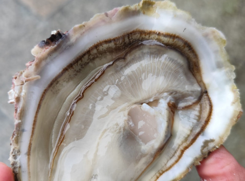Saint Kerber - Cancale - L'huitre Sauvage de pleine mer N°0 - 12 pièces
