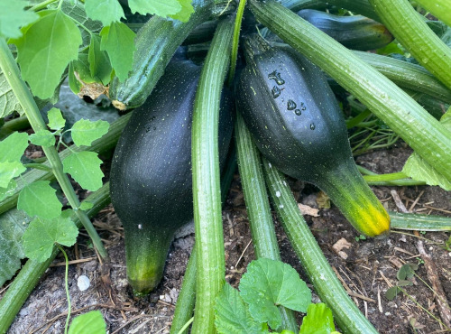 Des Poules et des Vignes à Bourgueil - Courgettes vertes, jaunes et rondes