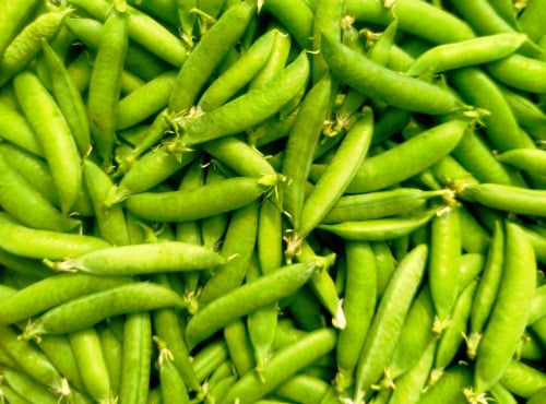 Nature et Saveurs - Ferme Aquaponique et Permacole Astérienne - Petits Pois a Ecosser