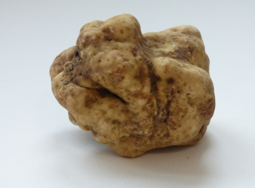 ALENA la Truffe d'Aquitaine - Truffe blanche (Truffe d'Alba) Tuber Magnatum Pico - 50g