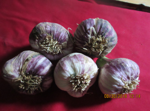 La Ferme De Jérôme - Ail Rose - Ail Violet Nouveau - 500g