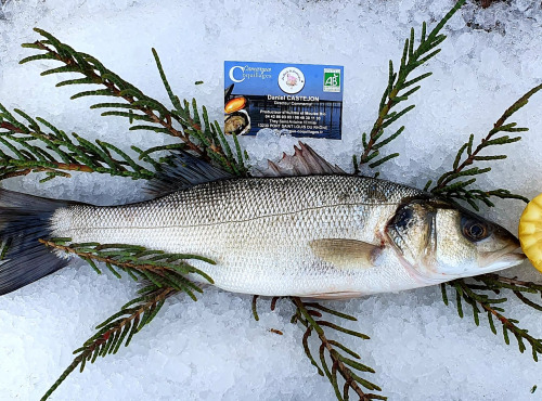 Camargue Coquillages - Loup De Mer (bar) Pêche Responsable Et Artisanale - Portion 500g