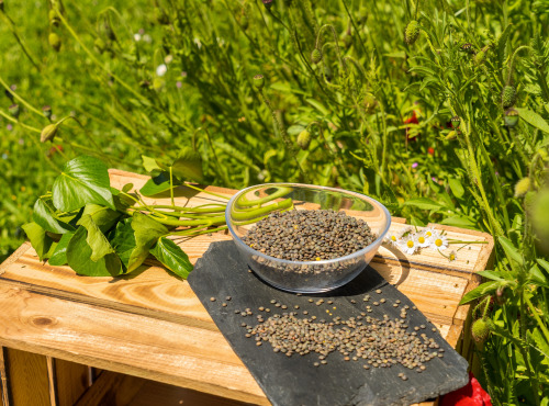 Sa Majesté la Graine - Lentilles vertes de France - BIO - 500g