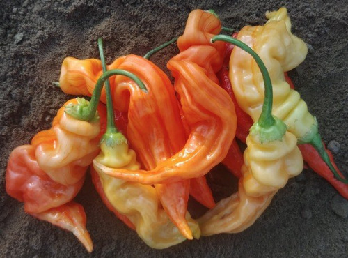 HERBA HUMANA - Piment Sugar Rush Stripey - 300g