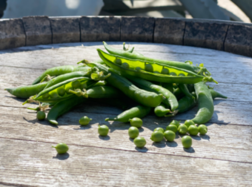 La Boite à Herbes - Petit pois Bio 1 kg