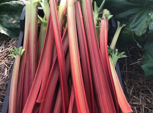 Domaine de la Source - Producteur de Rhubarbes - Rhubarbe Frambozen Rood - 5kg