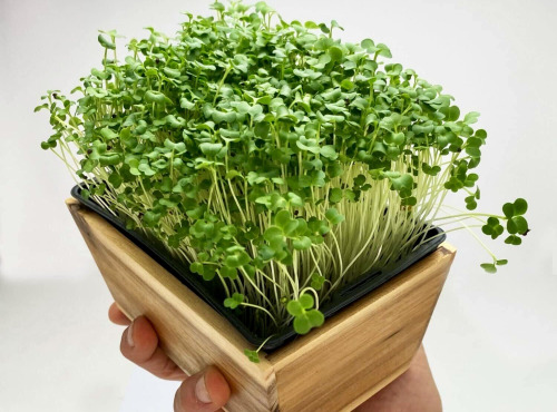 Horssol - Ferme urbaine - Micro-pousse de Brocoli x4 barquettes