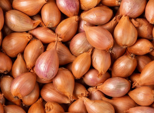 Des Poules et des Vignes à Bourgueil - Échalote