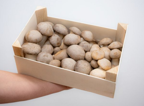 Les Myconautes - Pleurotes panicaut Bio - Cagette 2kg