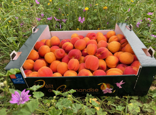 Délit de Gourmandise - Abricots Bio - 12 kg
