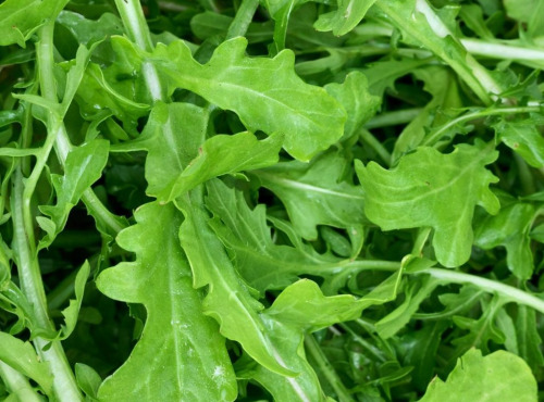 ChâteauFer - Roquette