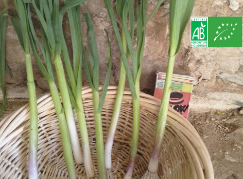 LES JARDINS DE KARINE - Ail frais de printemps en bottes (80 tiges) - 1kg