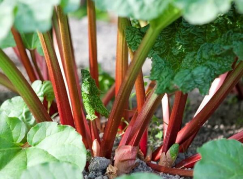 Les Jardins du CEP - Sève du Jardin - Rhubarbe