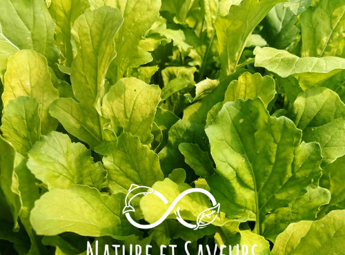 Nature et Saveurs - Ferme Aquaponique et Permacole Astérienne - Roquette