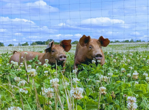 La ferme de Nolwenn - [Précommande] Colis de Porc Duroc 10 kilos