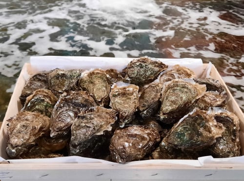 Les Huîtres du Grand Sud - Huitres creuses n°3 du Banc d'Arguin x24