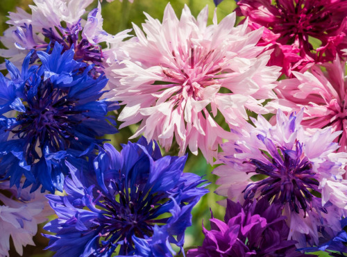 Nature et Saveurs - Ferme Aquaponique et Permacole Astérienne - Fleurs de bleuet comestible – nuances poétiques et éclat naturel