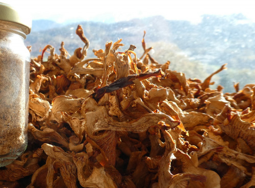 Terres EnVie - Giroles Bio Séchées - Champignons