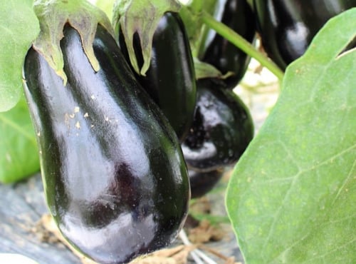 Maréchal Fraicheur - Aubergines - 1 kg