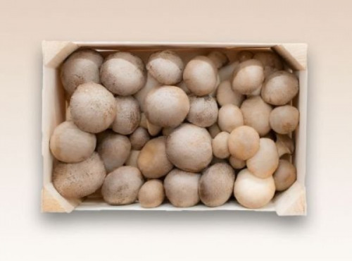 Les Myconautes - Pleurotes panicaut Bio - Cagette 3kg