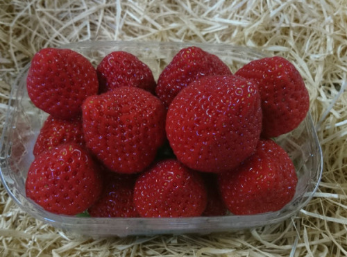 La Fraise de La Baule - Fraise Cirafine Burban Producteur