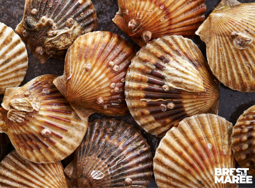 Brest Marée - Coquilles St Jacques de la rade de Brest - 1kg