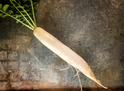 La Ferme d'Artaud - Daikon - radis japonais 5kg