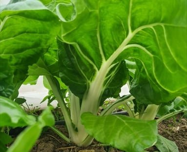 La Ferme de Goas Per - Blette bio - 1kg