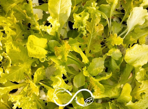 Nature et Saveurs - Ferme Aquaponique et Permacole Astérienne - Mesclun de Jeunes Feuilles de Laitue