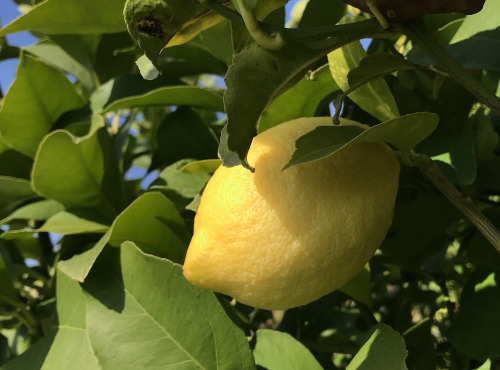Le Jardin des Antipodes - Citron Femminello Frais BIO de la Mortola - 3kg