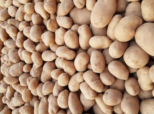 Maison Quéméner - Pommes de terre Charlotte