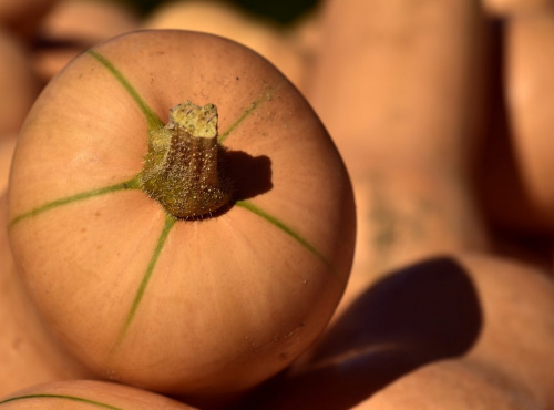 Le Châtaignier - Butternut 500-800g