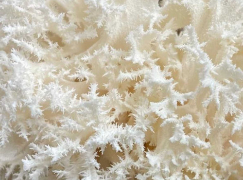 Naturélium - L’hydne corail 2kg