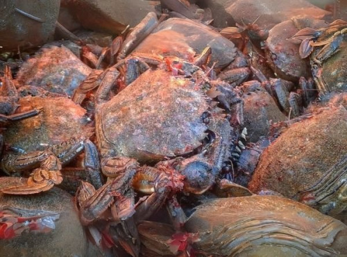 Saint Kerber - Etrilles 3 kg