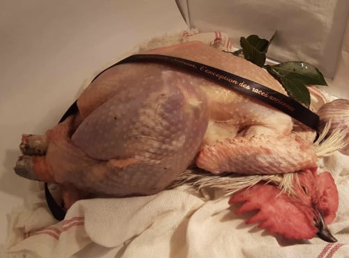 Des Poules et des Vignes à Bourgueil - Coq Géline de Touraine