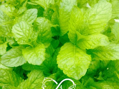 Nature et Saveurs - Ferme Aquaponique et Permacole Astérienne - Menthe pamplemousse — fraîcheur fruitée et notes d’agrume