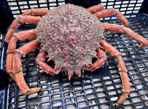 Le Termer - Araignée de mer femelle