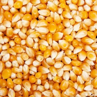 Grain Pop - Maïs popcorn nature vrac - 25kg
