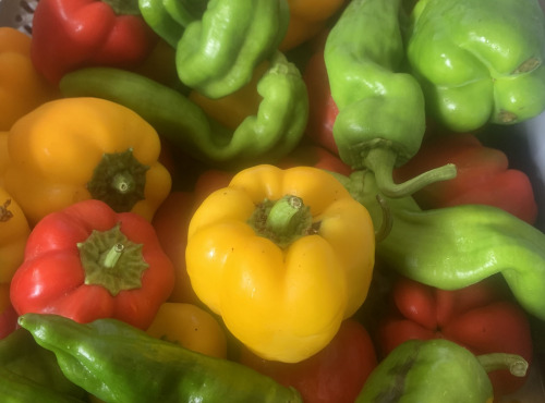 Ferme Cadillon - Poivrons rouges, jaunes et verts